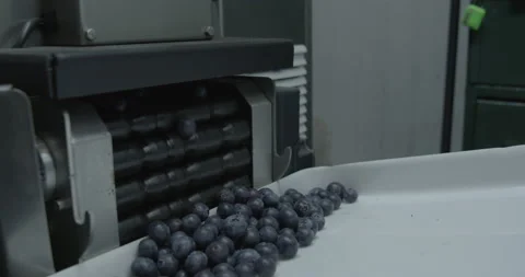 Pruning process in agriculture Video stock 229738130