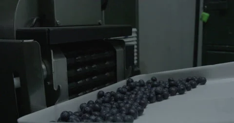 Pruning process in agriculture Video stock 229738270