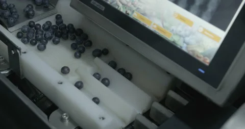 Pruning process in agriculture Video stock 229738363