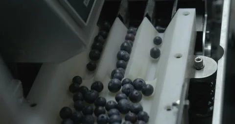 Pruning process in agriculture Video stock 229739662