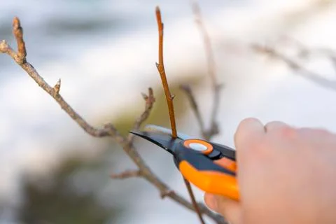 Pruning with pruning shears in spring. Gardener pruns the fruit trees by prun Stock Photos