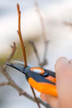 Pruning with pruning shears in spring. Gardener pruns the fruit trees by prun Stock Photos