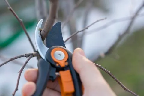 Pruning with pruning shears in spring. Gardener pruns the fruit trees by prun Stock Photos