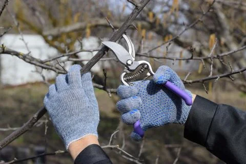 Pruning prunus pruning shears. Trimming tree with a cutter. Spring pruning of Stock Photos