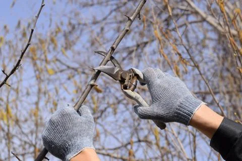 Pruning prunus pruning shears. Trimming tree with a cutter. Spring pruning of Stock Photos