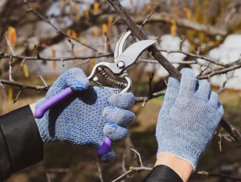 Pruning prunus pruning shears. Trimming tree with a cutter. Spri Stock Photos