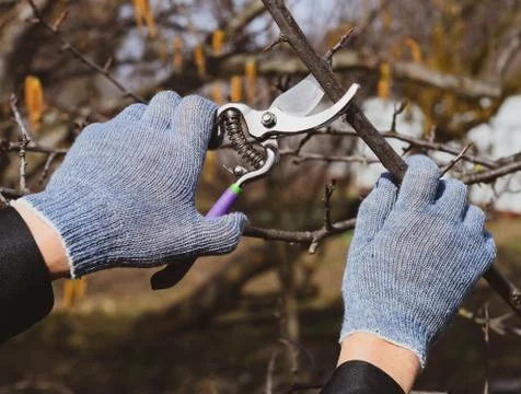 Pruning prunus pruning shears. Trimming tree with a cutter. Spri Stock Photos