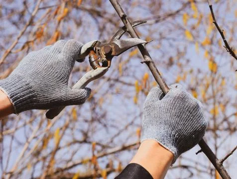 Pruning prunus pruning shears. Trimming tree with a cutter. Spri Stock Photos