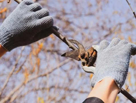 Pruning prunus pruning shears. Trimming tree with a cutter. Spri Stock Photos