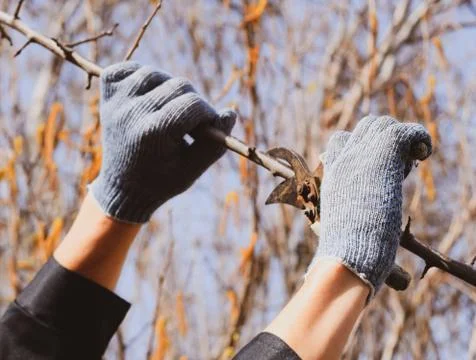 Pruning prunus pruning shears. Trimming tree with a cutter. Spri Stock Photos