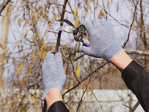 Pruning prunus pruning shears. Trimming tree with a cutter. Spring pruning of Stock Photos