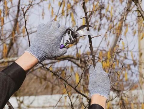 Pruning prunus pruning shears. Trimming tree with a cutter. Spring pruning of Stock Photos