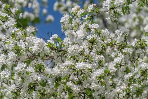 Pruning ready apple blossoms under warm light tight clusters of buds and flow Stockfoto's