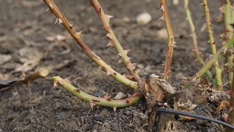 Pruning rose bush with secateurs in spring garden Stock Footage 341749053