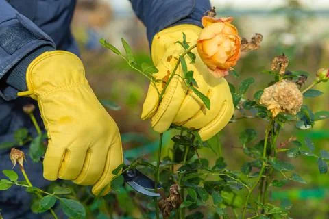Pruning rose bushes in the fall. The pruner in the hands of the gardener. Stock Photos