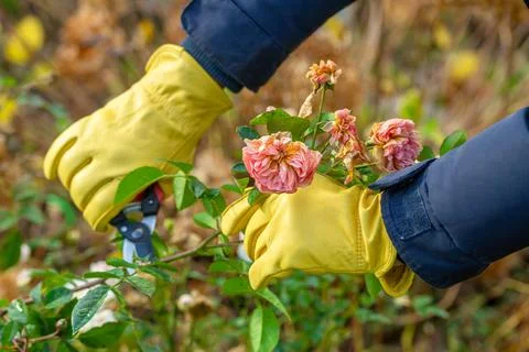 Pruning rose bushes in the fall. The pruner in the hands of the gardener. Stock Photos
