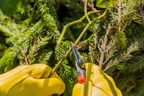 Pruning rose bushes in the fall. The pruner in the hands of the gardener. Stock Photos