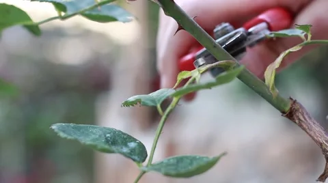 Pruning rose bushes Vídeo Stock 64113970