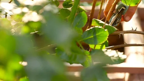 Pruning rose bushes in garden Stock Footage 71249301