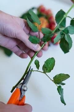 Pruning a rose stem with garden shears Foto stock