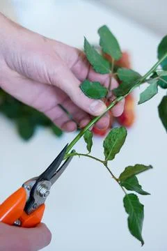 Pruning a rose stem with garden shears Stock Photos