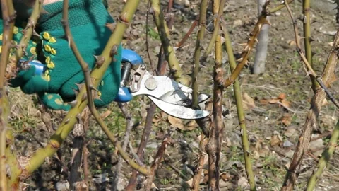 Pruning roses Stock Footage 151225686