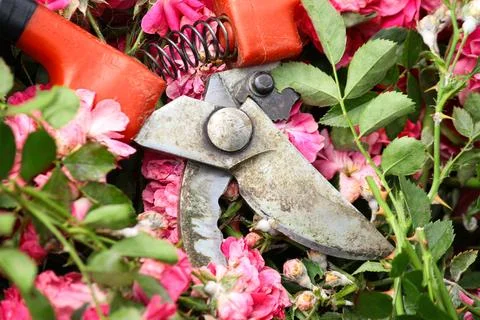 Pruning roses Stock Photos