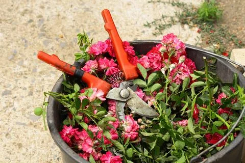Pruning roses Foto stock
