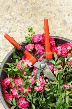 Pruning roses Stock Photos