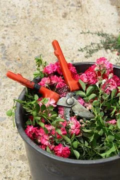 Pruning roses Stock Photos
