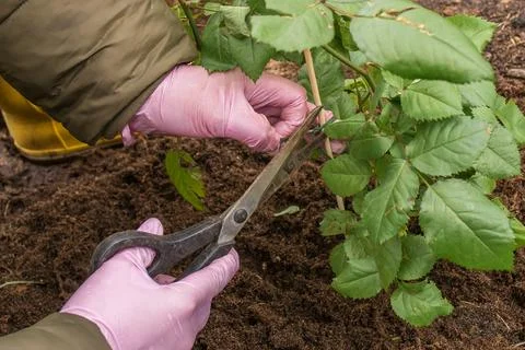 Pruning roses with scissors in spring Stock Photos