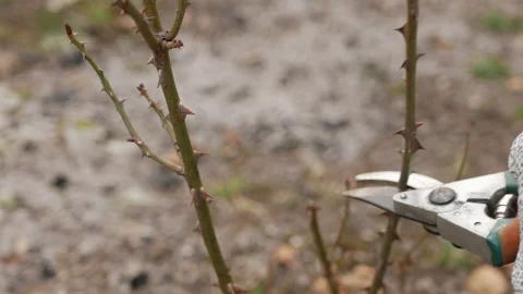 Pruning a rozebush Stock Footage 149488803
