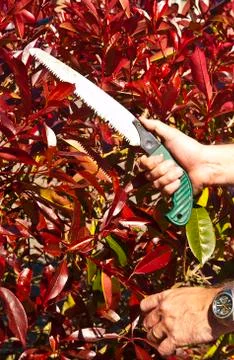 That pruning saw Stock Photos