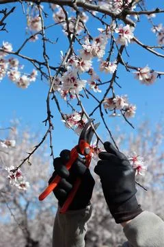 Pruning scissors up close, cutting tree branch in bloom season Foto stock