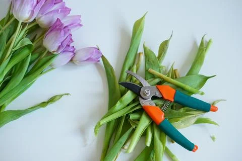 Pruning shears and cut tulip leaves on a white background Foto stock