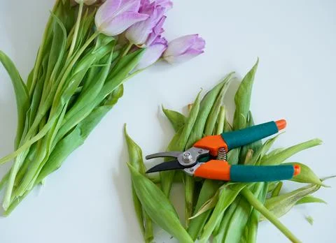 Pruning shears and cut tulip leaves on a white background Stock Photos