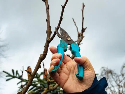 Pruning shears for cutting branches Stock Photos