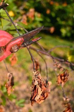 Pruning shears cutting a garden branch Photos