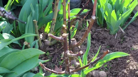 Pruning shears cutting rose bush branches in the garden 스톡 동영상 306697137