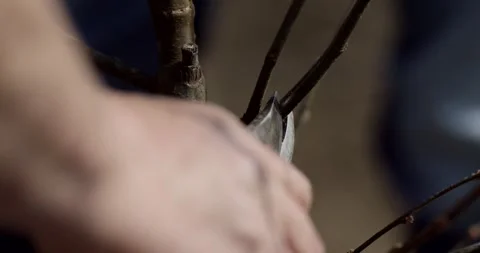 Pruning Shears Cutting a Thin Bare Branch in the Garden Stock Footage 340292515