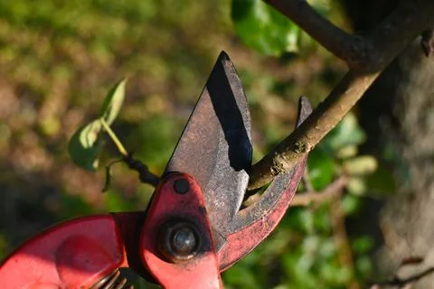 Pruning shears cutting a tree branch Stock Photos