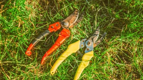 Pruning shears on green grass. work in the garden in spring. Pruning bushes Stock Photos