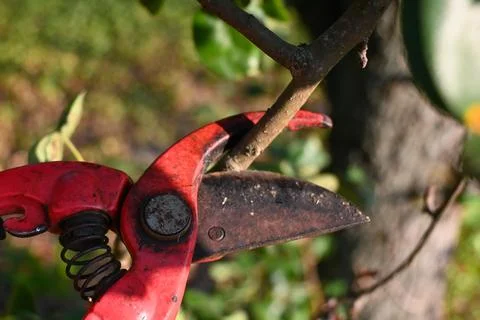 Pruning shears positioned around a tree branch Stock Photos