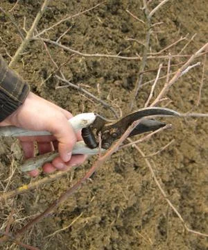 Pruning shears trees Stock Photos