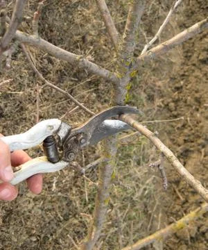 Pruning shears trees Foto stock