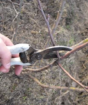 Pruning shears trees Foto stock