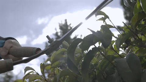 Pruning shears trimming the branches Video stock 305325703