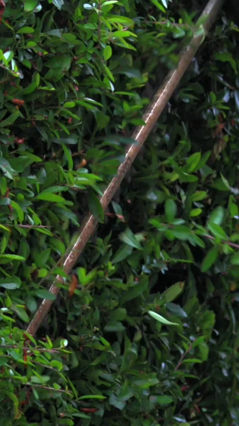 Pruning shrubs in a garden with a handheld trimmer for better growth and Stock Footage 320753996