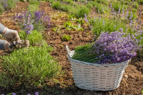 Pruning shrubs in a lavender field Stock Photos