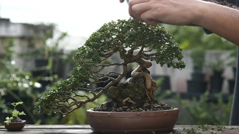 Pruning small bonsai tree. Trimming by using shears cutting wood branches. Vídeo Stock 140118126